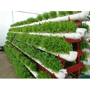 Pabrik Plastik Sayuran Hydroponic: Inovasi untuk Pertanian Modern